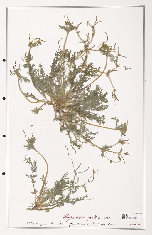 Hypecoum geslini  (Papaveraceae)