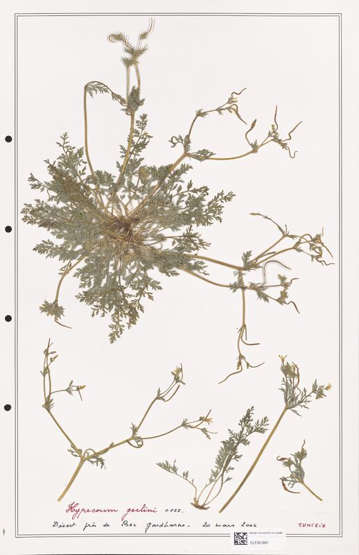 Hypecoum geslini  (Papaveraceae)