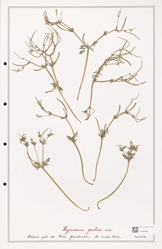 Hypecoum geslini  (Papaveraceae)