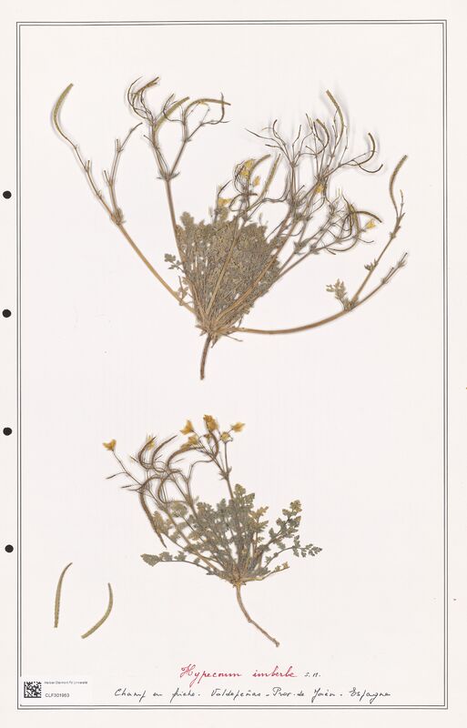 Hypecoum imberbe  (Papaveraceae)