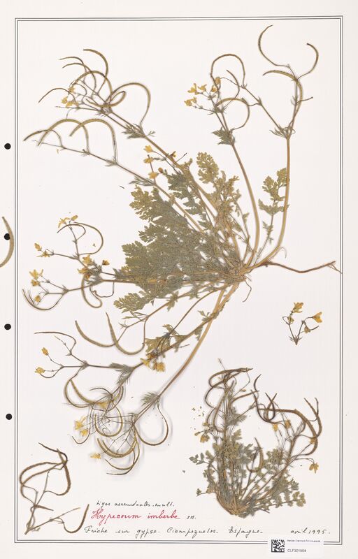 Hypecoum imberbe  (Papaveraceae)