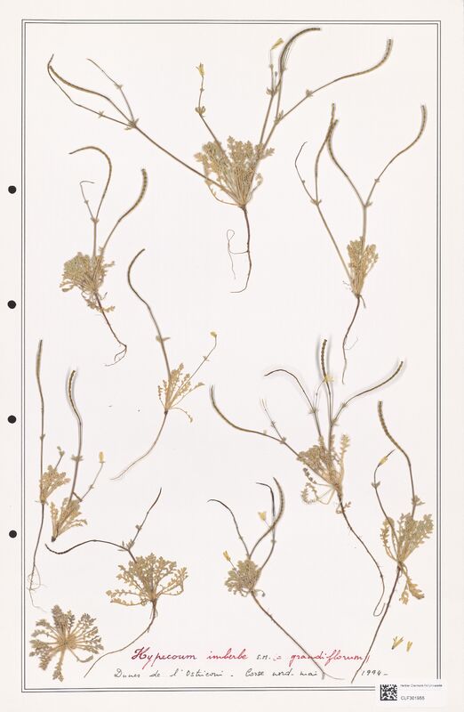 Hypecoum imberbe  (Papaveraceae)