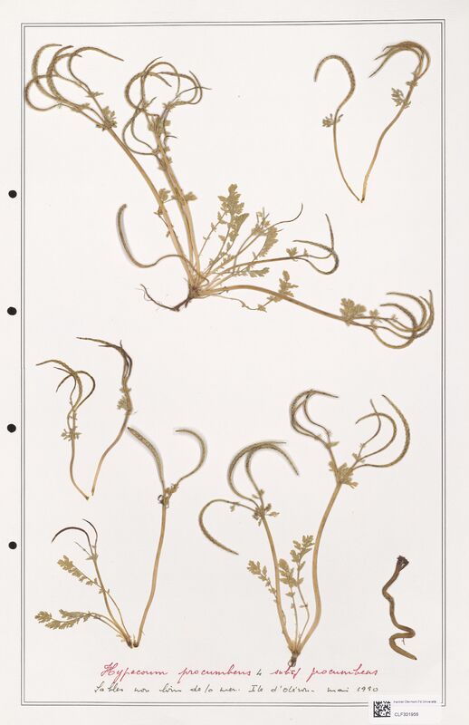 Hypecoum procumbens  (Papaveraceae)