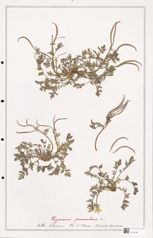 Hypecoum procumbens  (Papaveraceae)