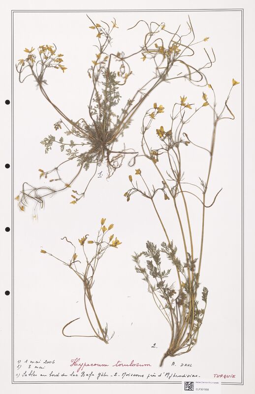 Hypecoum torulosum  (Papaveraceae)