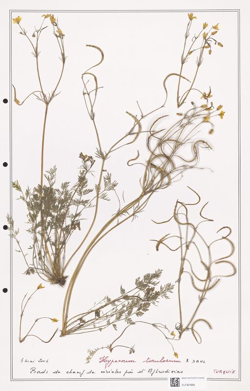 Hypecoum torulosum  (Papaveraceae)