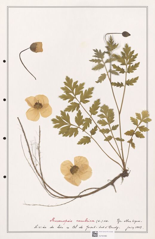 Meconopsis cambrica  (Papaveraceae)