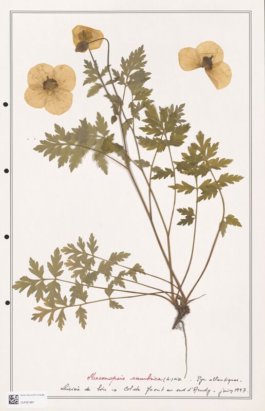 Meconopsis cambrica  (Papaveraceae)