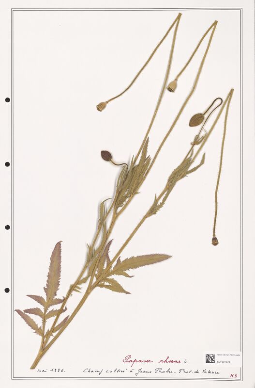 Papaver rhoeas  (Papaveraceae)