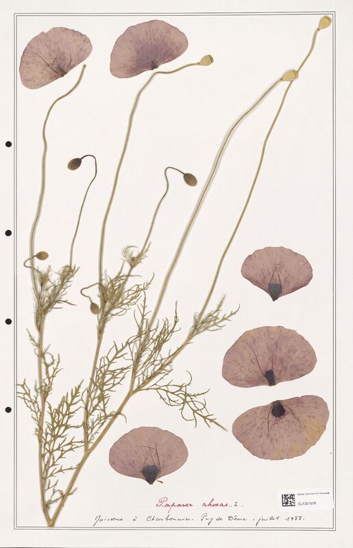 Papaver rhoeas  (Papaveraceae)