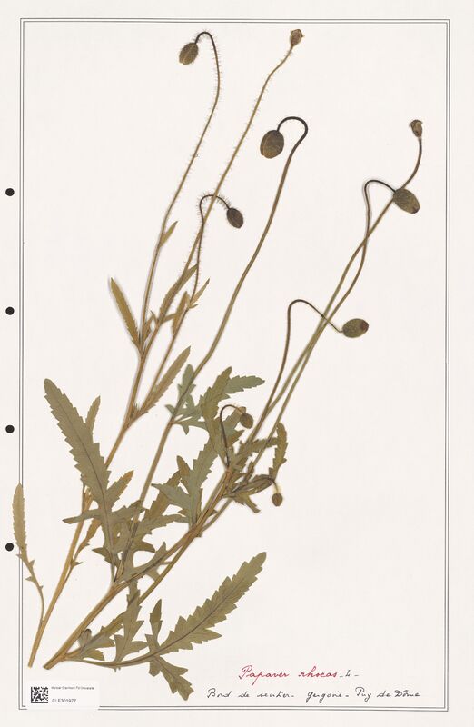 Papaver rhoeas  (Papaveraceae)