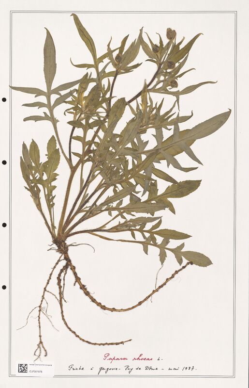 Papaver rhoeas  (Papaveraceae)