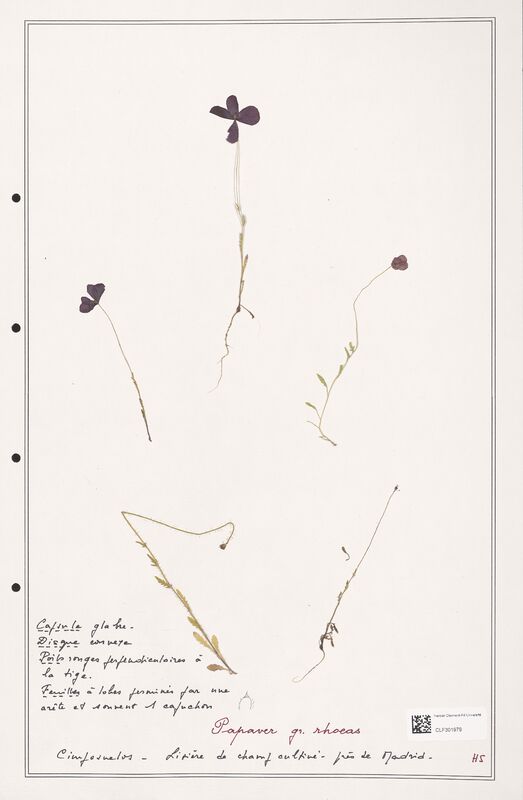 Papaver rhoeas  (Papaveraceae)