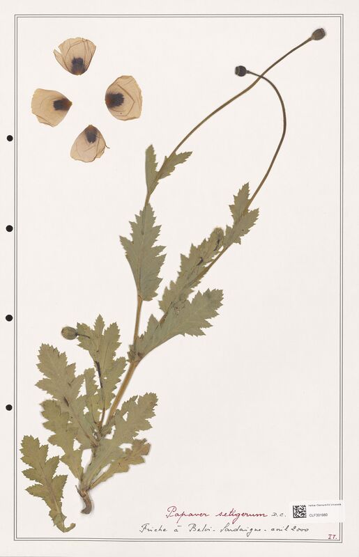 Papaver setigerum  (Papaveraceae)