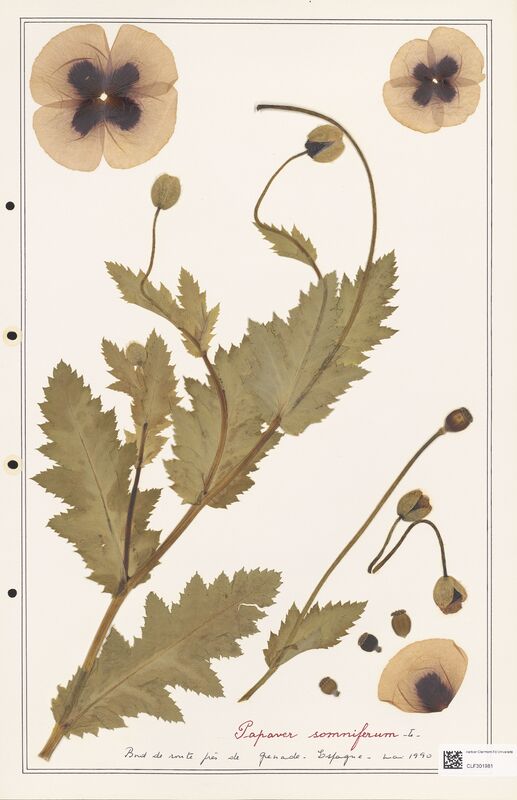 Papaver somniferum  (Papaveraceae)