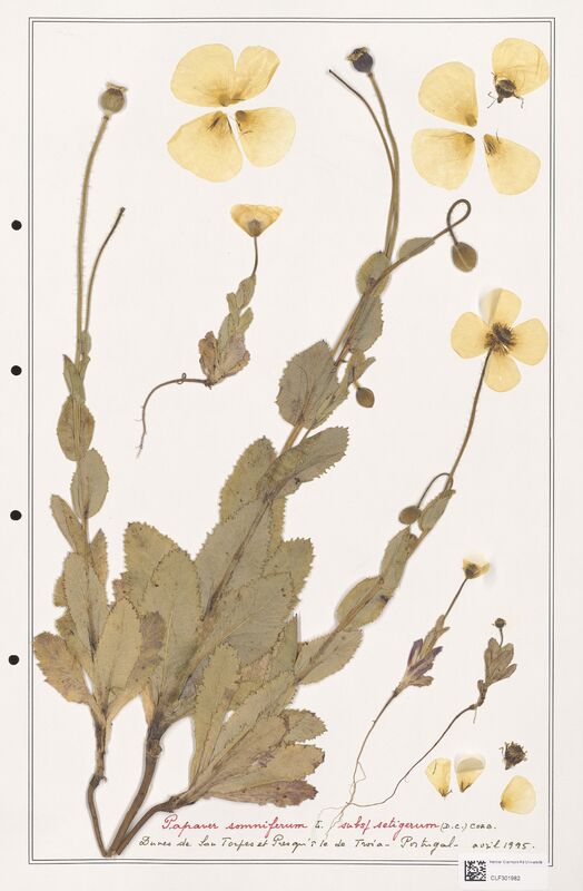 Papaver somniferum  (Papaveraceae)