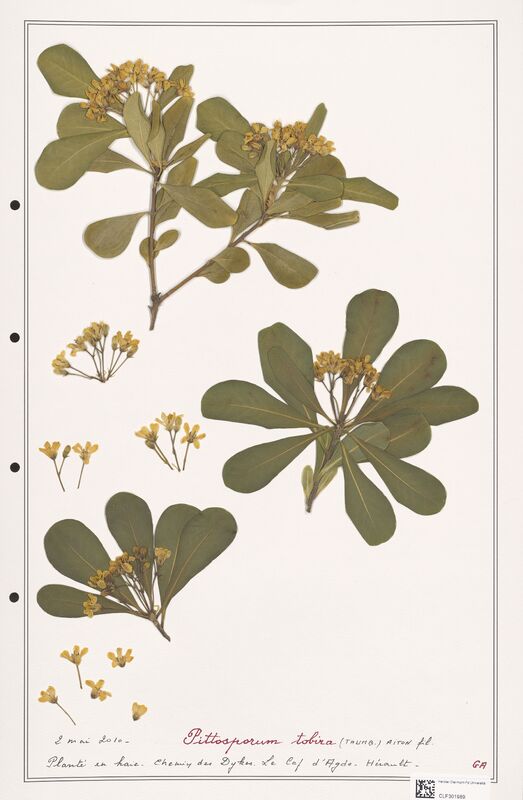 Pittosporum tobira  (Papaveraceae)