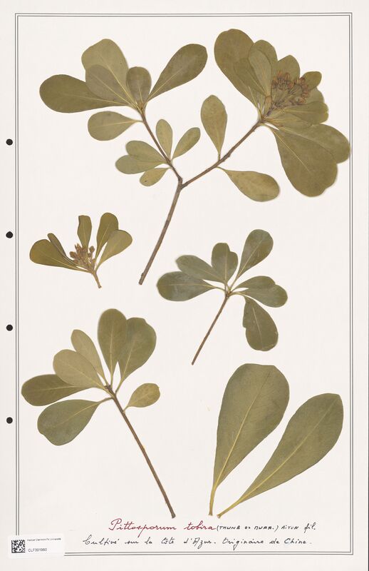 Pittosporum tobira  (Papaveraceae)