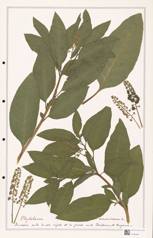 Phytolacea americana  (Papaveraceae)