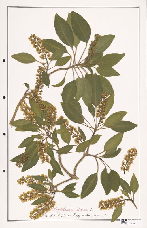 Phytolacea dioica  (Papaveraceae)