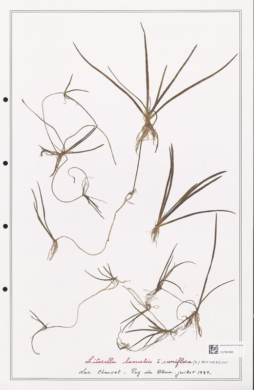 Litorella lacustris  (Plantaginaceae)