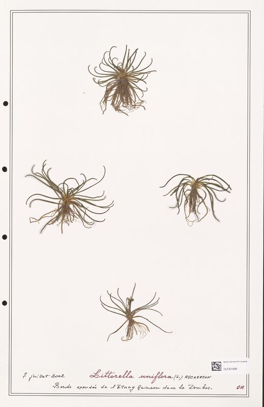 Litorella uniflora  (Plantaginaceae)