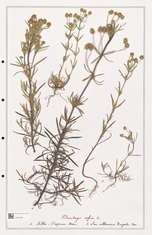 Plantago afra  (Plantaginaceae)