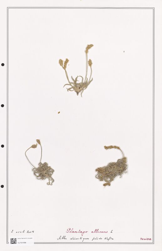 Plantago albicans  (Plantaginaceae)