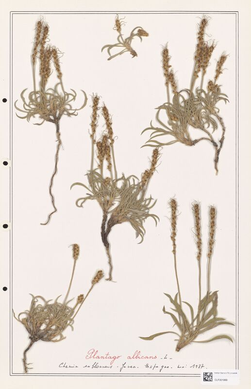 Plantago albicans  (Plantaginaceae)