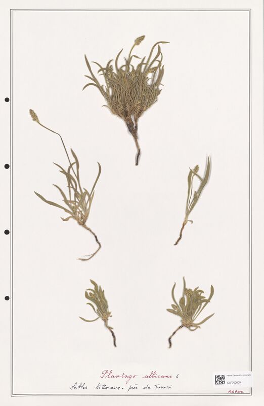 Plantago albicans  (Plantaginaceae)