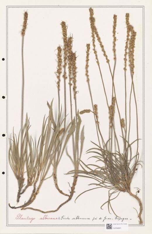 Plantago albicans  (Plantaginaceae)