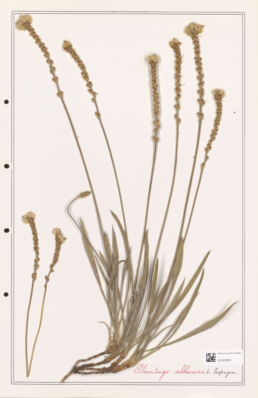 Plantago albicans  (Plantaginaceae)