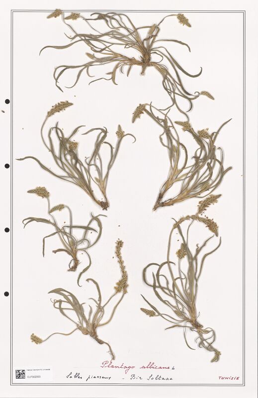Plantago albicans  (Plantaginaceae)