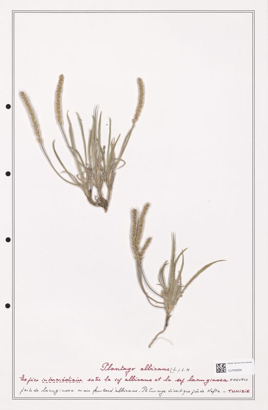 Plantago albicans  (Plantaginaceae)