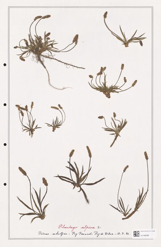 Plantago alpina  (Plantaginaceae)