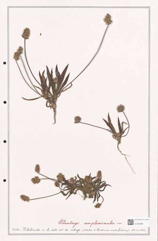 Plantago amplexicaulis  (Plantaginaceae)