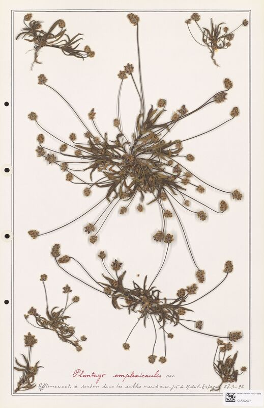 Plantago amplexicaulis  (Plantaginaceae)