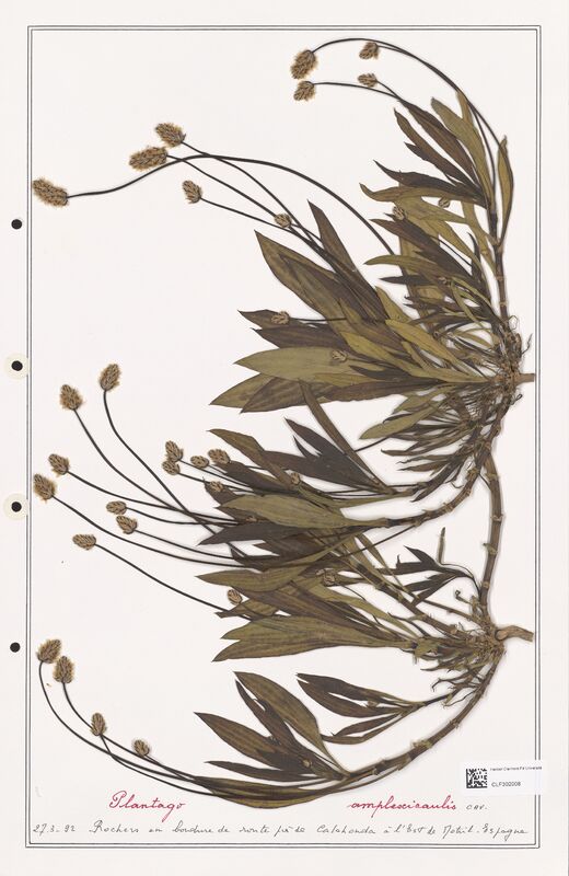 Plantago amplexicaulis  (Plantaginaceae)