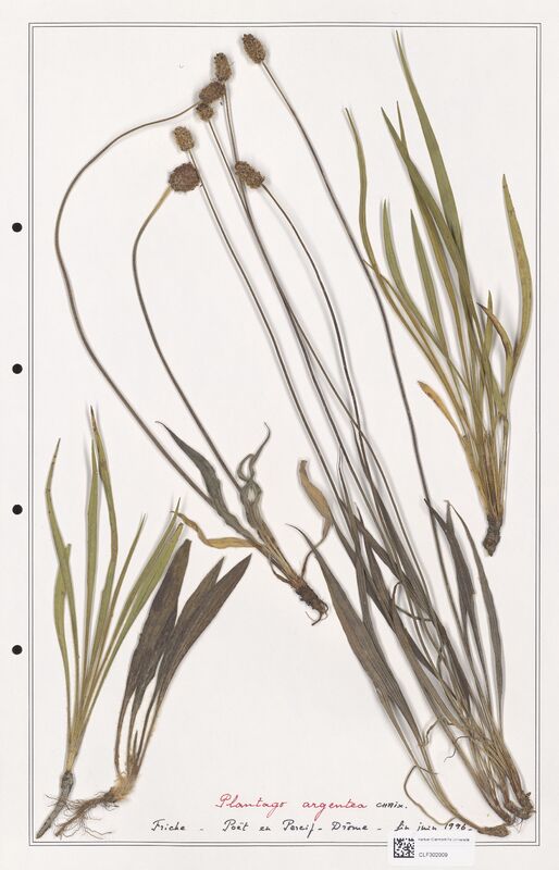 Plantago argentea  (Plantaginaceae)