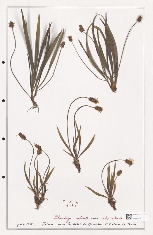 Plantago atrata  (Plantaginaceae)