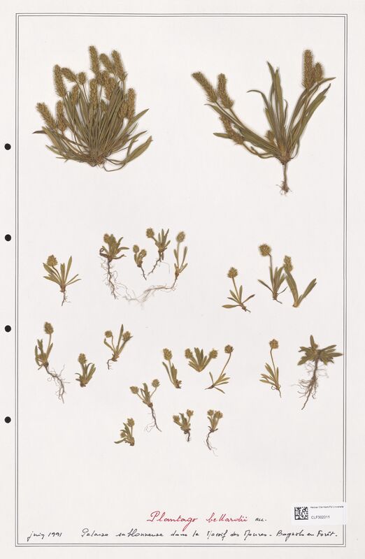 Plantago bellardii  (Plantaginaceae)