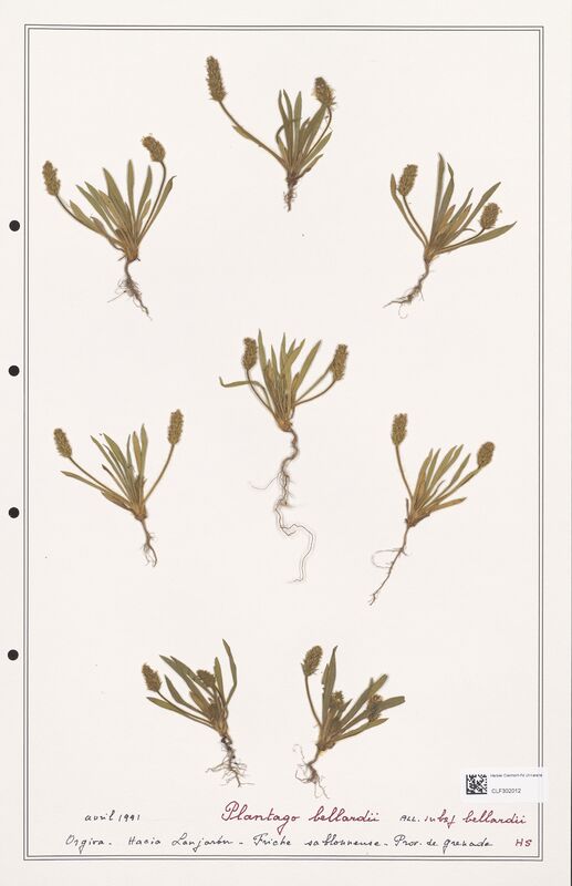 Plantago bellardii  (Plantaginaceae)