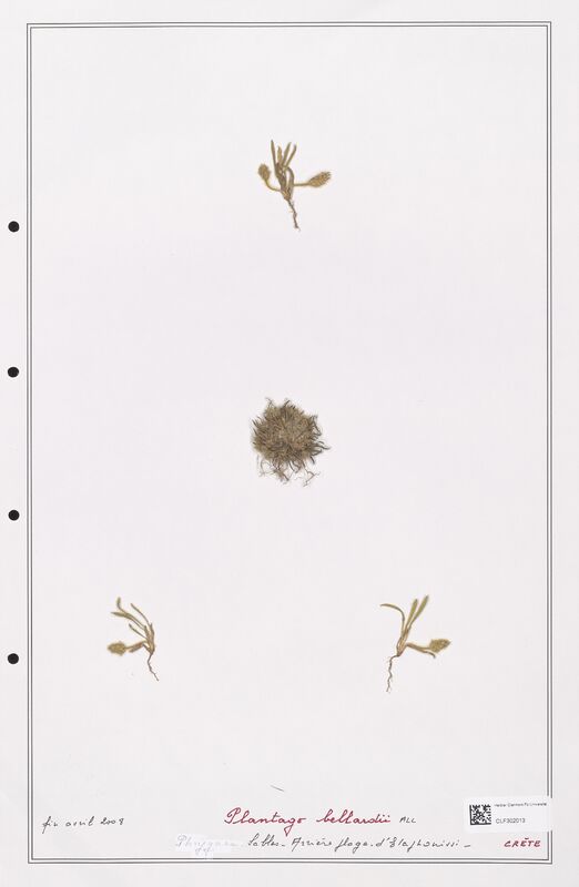 Plantago bellardii  (Plantaginaceae)