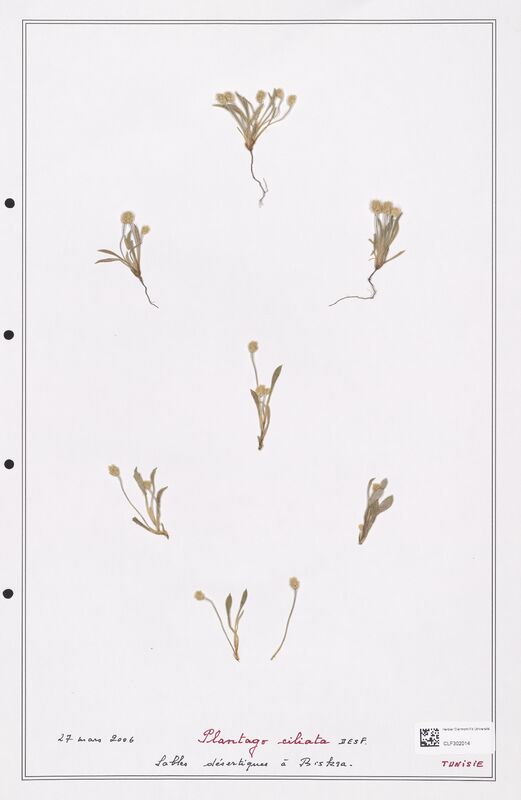 Plantago ciliata  (Plantaginaceae)