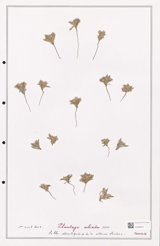 Plantago ciliata  (Plantaginaceae)