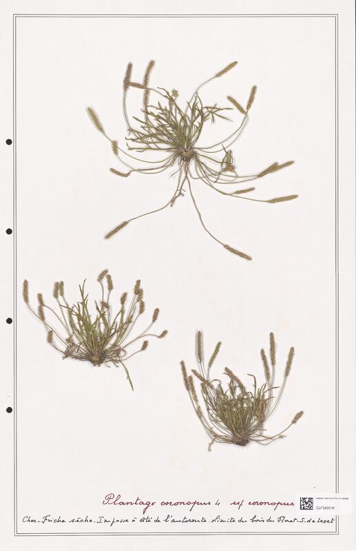 Plantago coronopus  (Plantaginaceae)