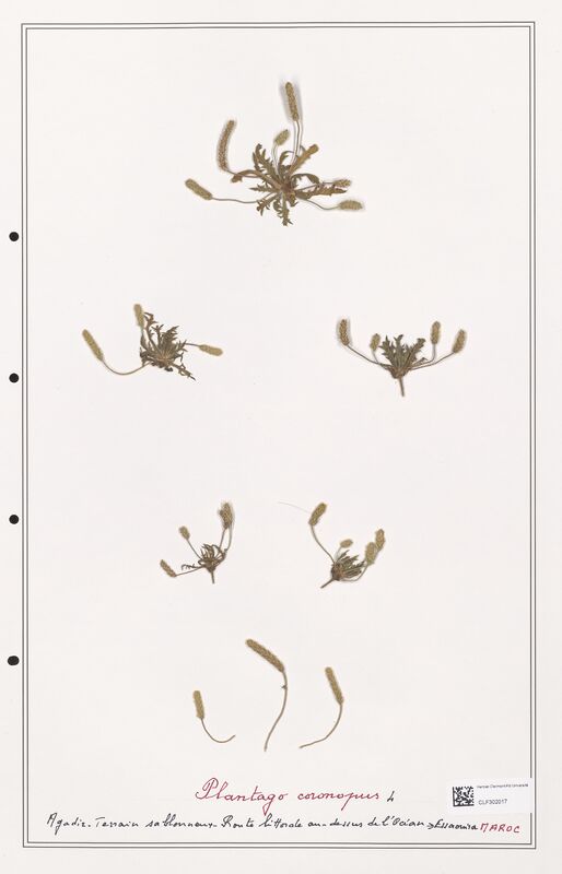 Plantago coronopus  (Plantaginaceae)