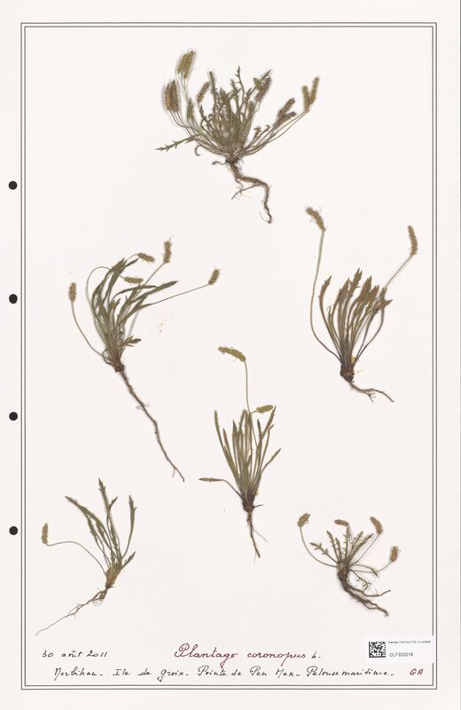 Plantago coronopus  (Plantaginaceae)