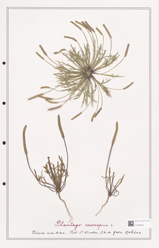 Plantago coronopus  (Plantaginaceae)