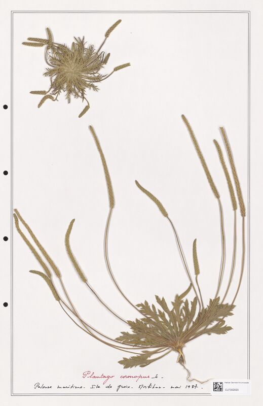 Plantago coronopus  (Plantaginaceae)